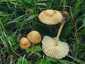 Mezei szegfűgomba (Marasmius oreades), Budai-hegység